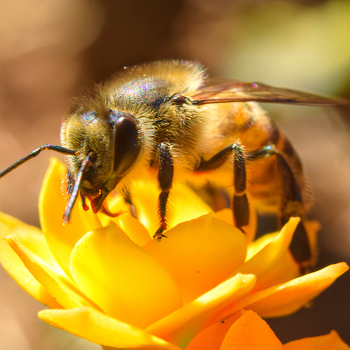 PREMIUM HONEY
